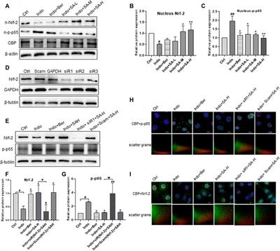 Sanguinarine protects against indomethacin-induced small intestine injury in rats by regulating the Nrf2/NF-κB pathways